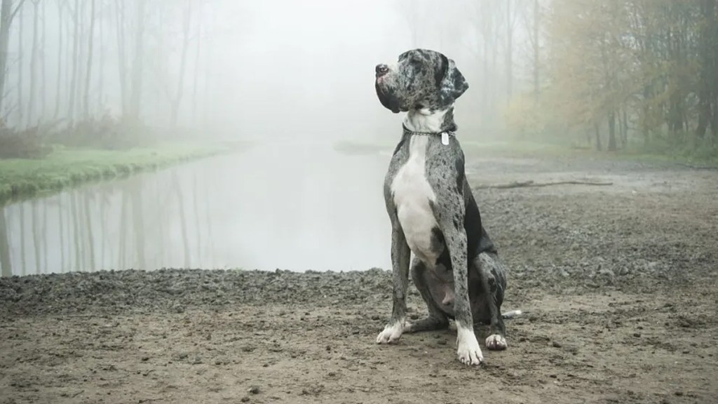 dogs slipping on ice video