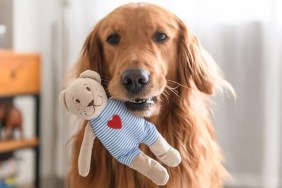 golden retriever packs suitcase