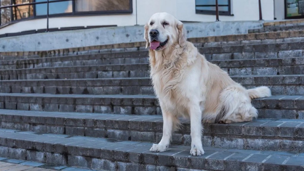 golden retriever tiktok