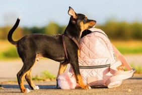 loungefly dog backpacks