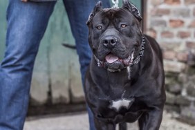 xl bully dog death