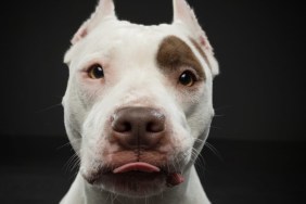 An American Pit Bull Terrier with tongue sticking out, lawmakers have proposed a new Arizona dog breed bill that favors tenants