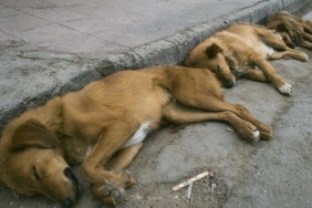 Army veteran rescues dogs