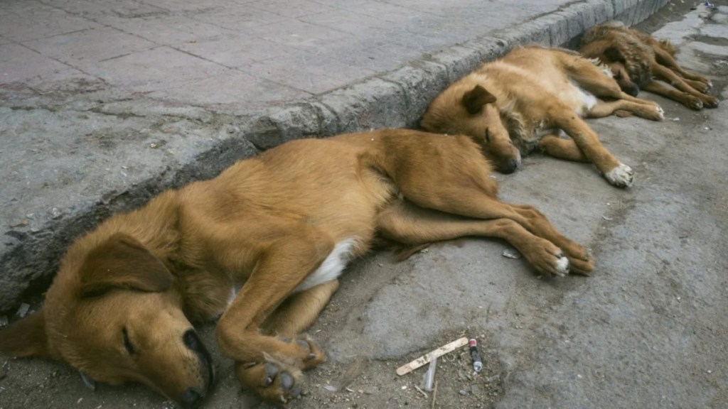 Army veteran rescues dogs