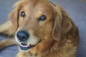 Connie the container dog is expecting puppies.