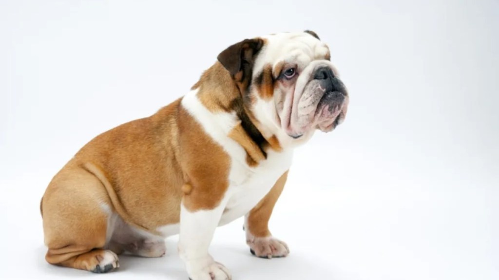 A brown and white Bulldog breed standing in a white background, like the dead dog in a trash bag