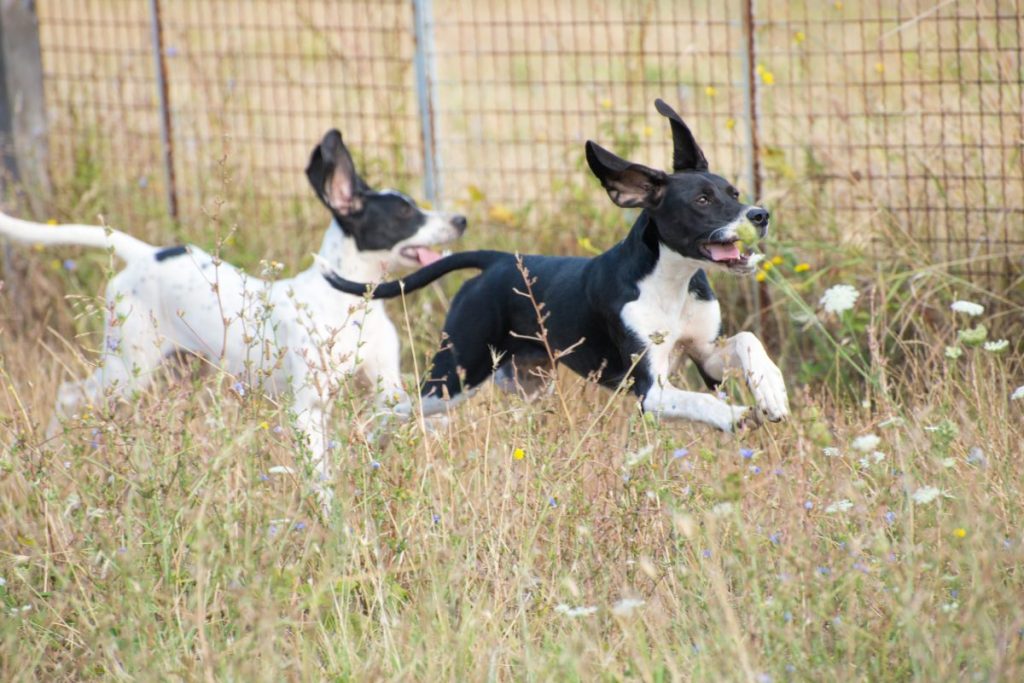 A pack of stray dogs, Del Mar College in Corpus Christi has set up dog traps after dog biting incidents.