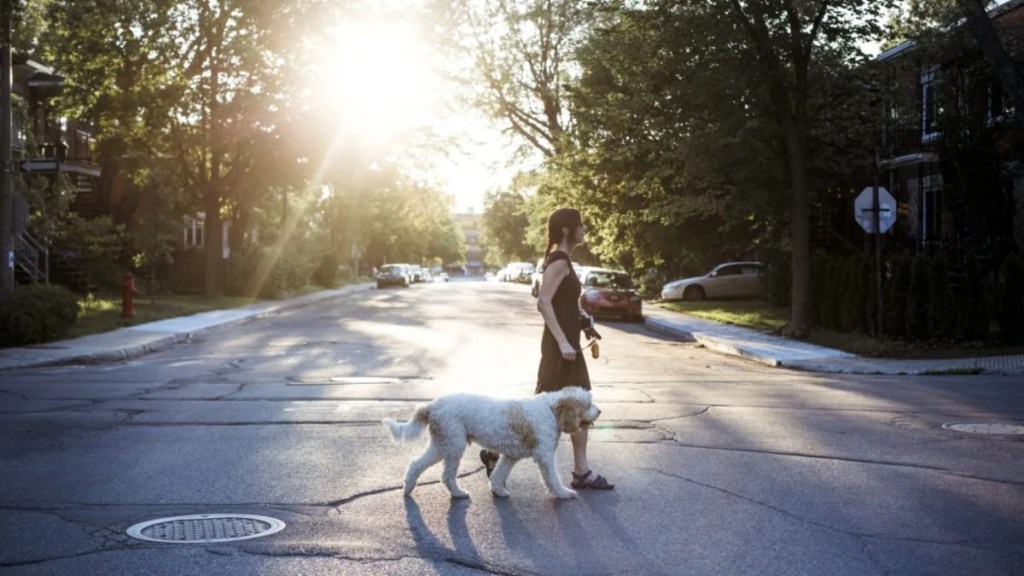 Woman crossing the street with her white dog, a Pennsylvania man attacked a dog with a hatchet