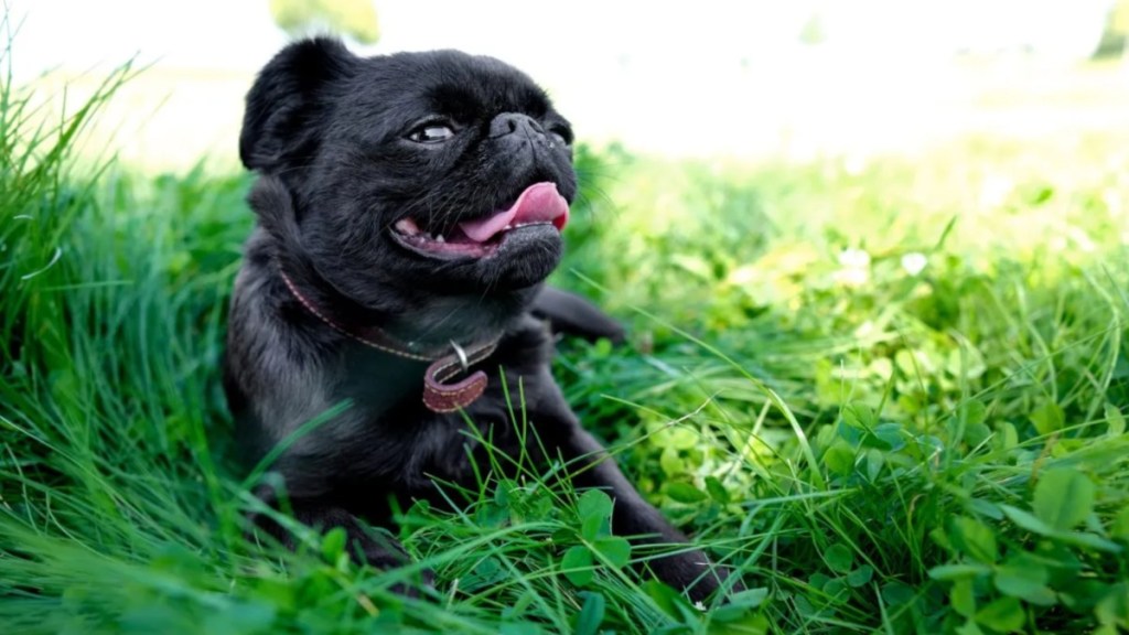 A Brussels Griffon dog like the viral dog on TikTok whose reaction to vegan food became viral.