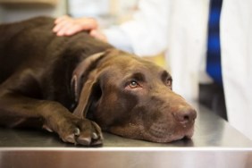 Vet with a Labrador Retriever.