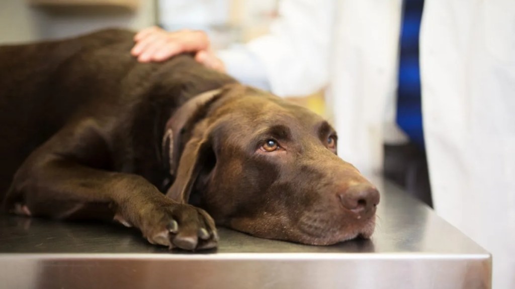 Vet with a Labrador Retriever.