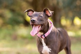 Pit Bull mix dog rushes to doggy daycare after car crash.