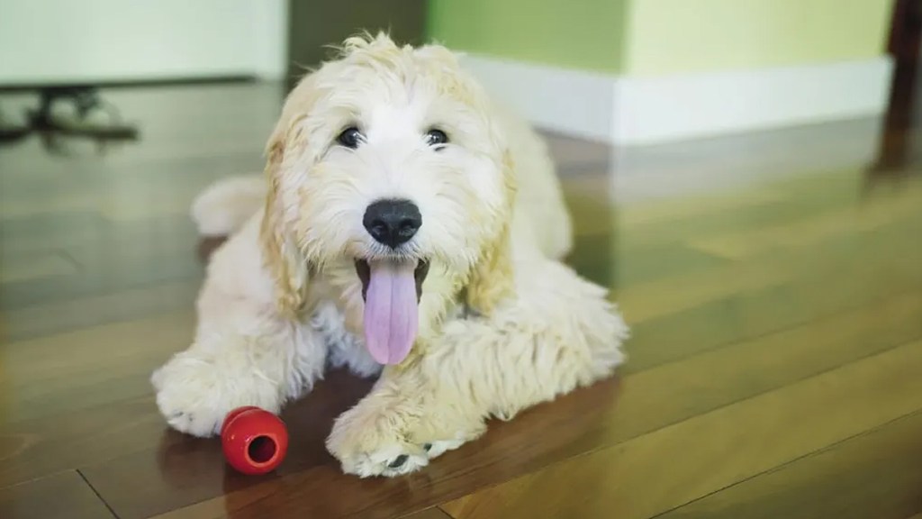 Dog talking buttons