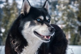 A Close-up of Siberian Husky and German Shepherd looking sideways, like the abandoned California dog tied to a tree with her puppies