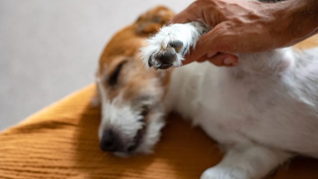 A man tightly holding a dog's paw, A South Florida man decapitated his dog