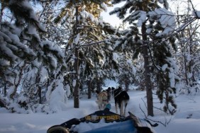 French teen dog sled crash