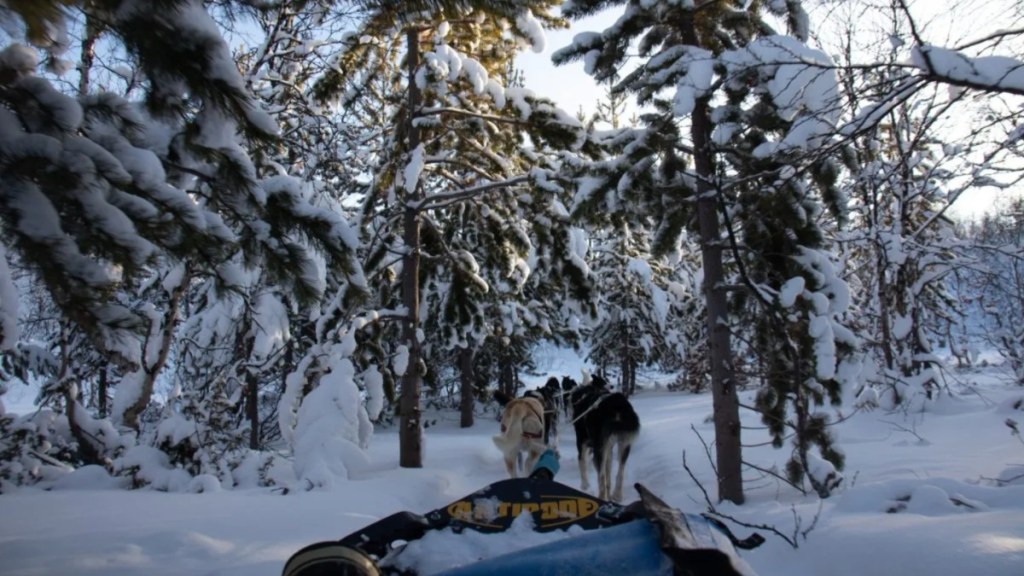 French teen dog sled crash