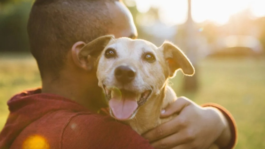 Rear view of a young man hugging his small dog, a displaced Gaza teen and his dogs find comfort in each other