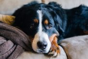 Bernese Mountain Dog, a breed with a high cancer risk, sitting sleepily on the couch.