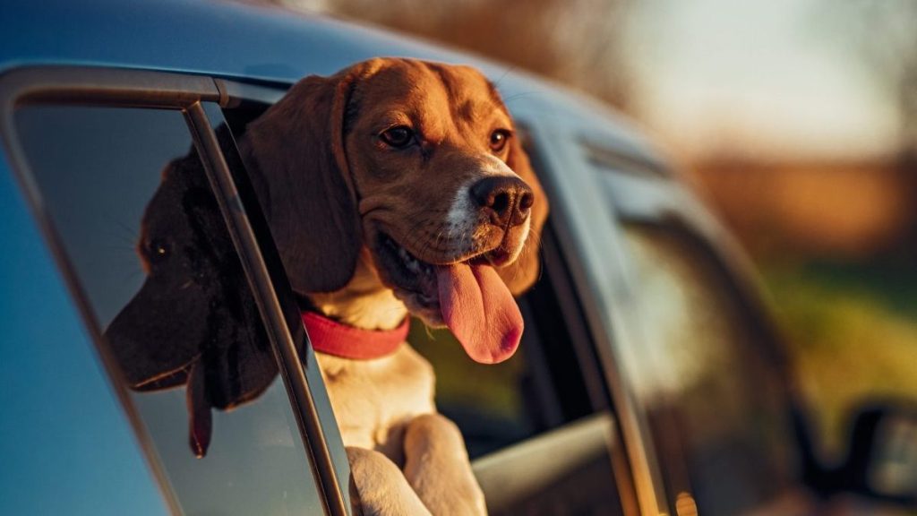 A Beagle, a breed prone to motion sickness, sticks their head out the window of a parked car.