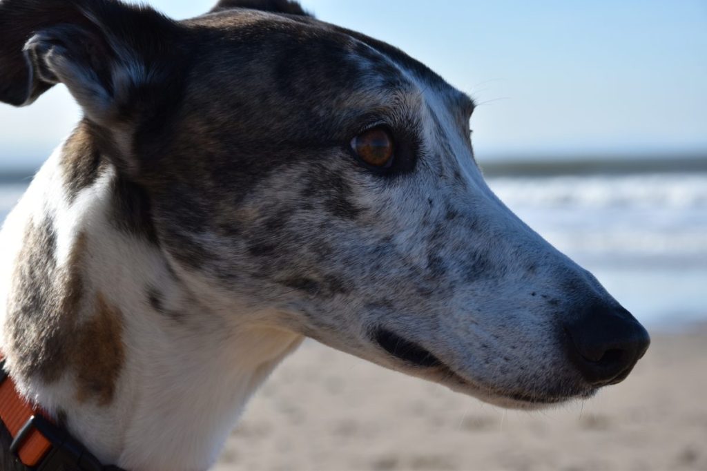 Close-Up Of Lurcher, Cardiff, United Kingdom