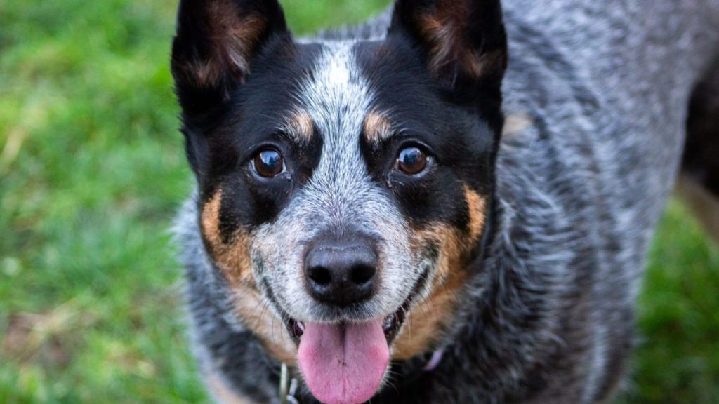 Close-up portrait of Australian Cattle Dog, a breed known for good general health.