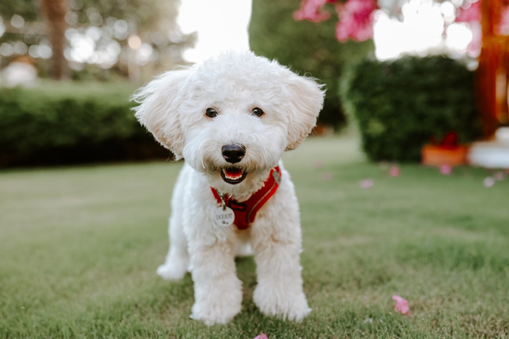 West Highland White Terrier Poodle mix runs along the path.