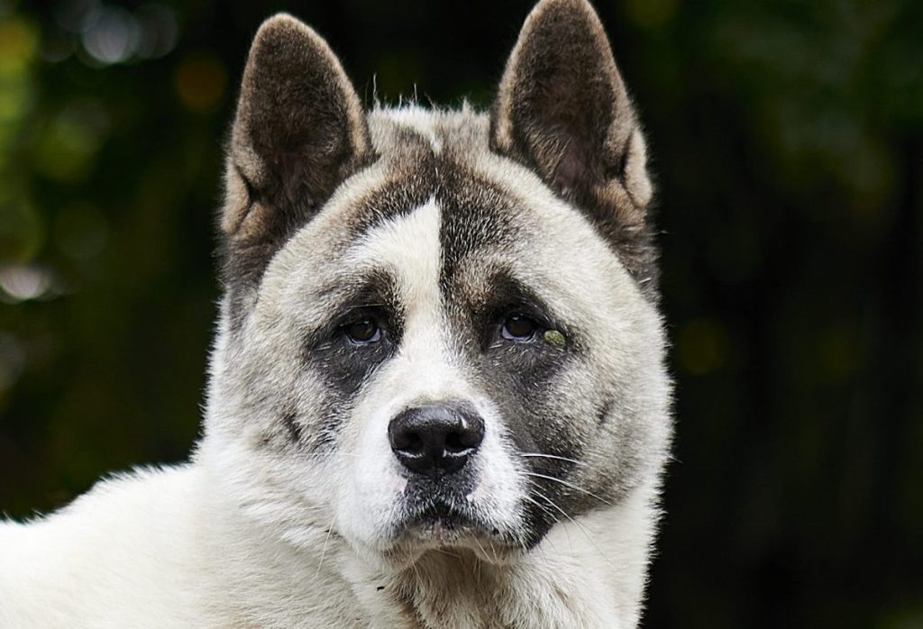 A picture of a white Norwegian Buhund in the park