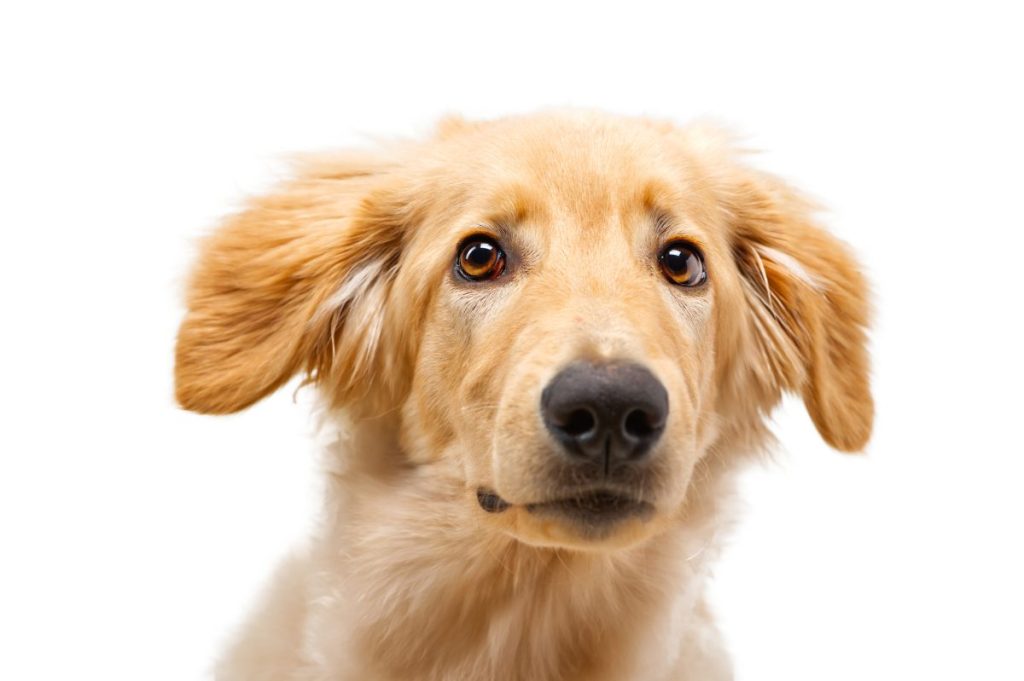 Portrait of beautiful golden Hovawart puppy isolated. six month old hovawart blonde puppy portrait in studio