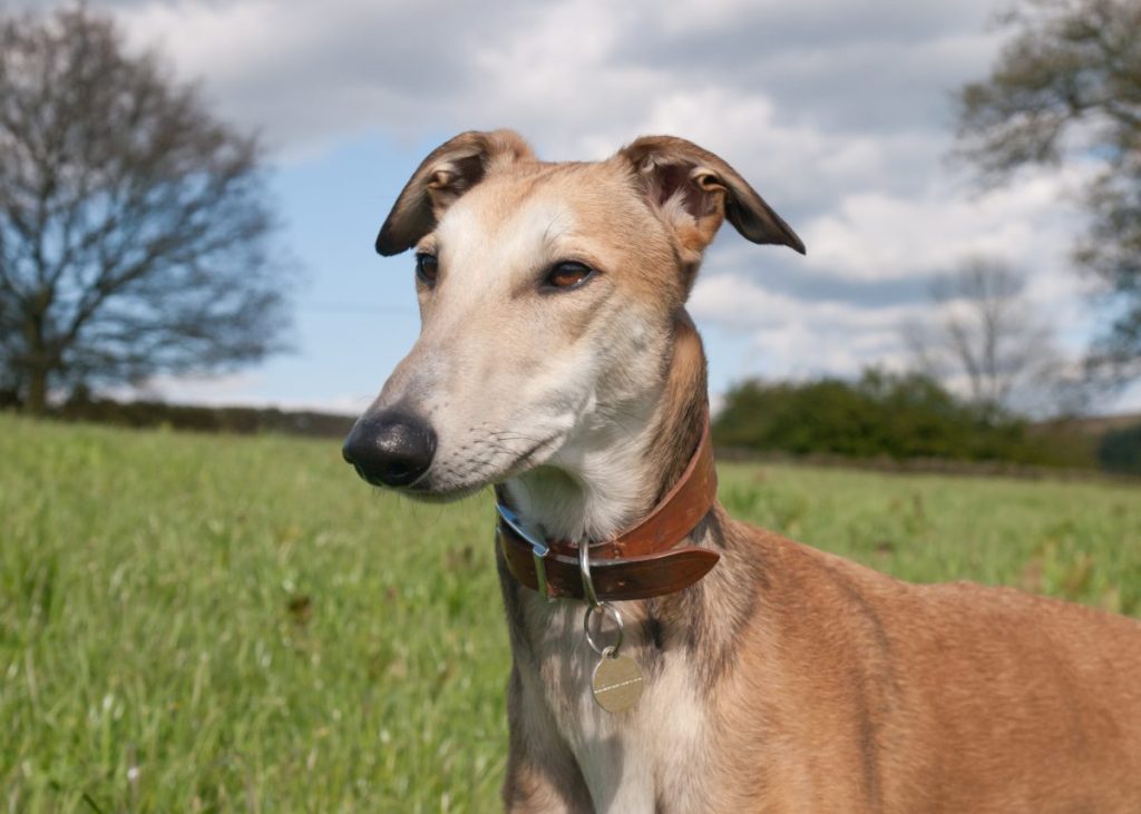 Greyhound x Saluki Lurcher dog.