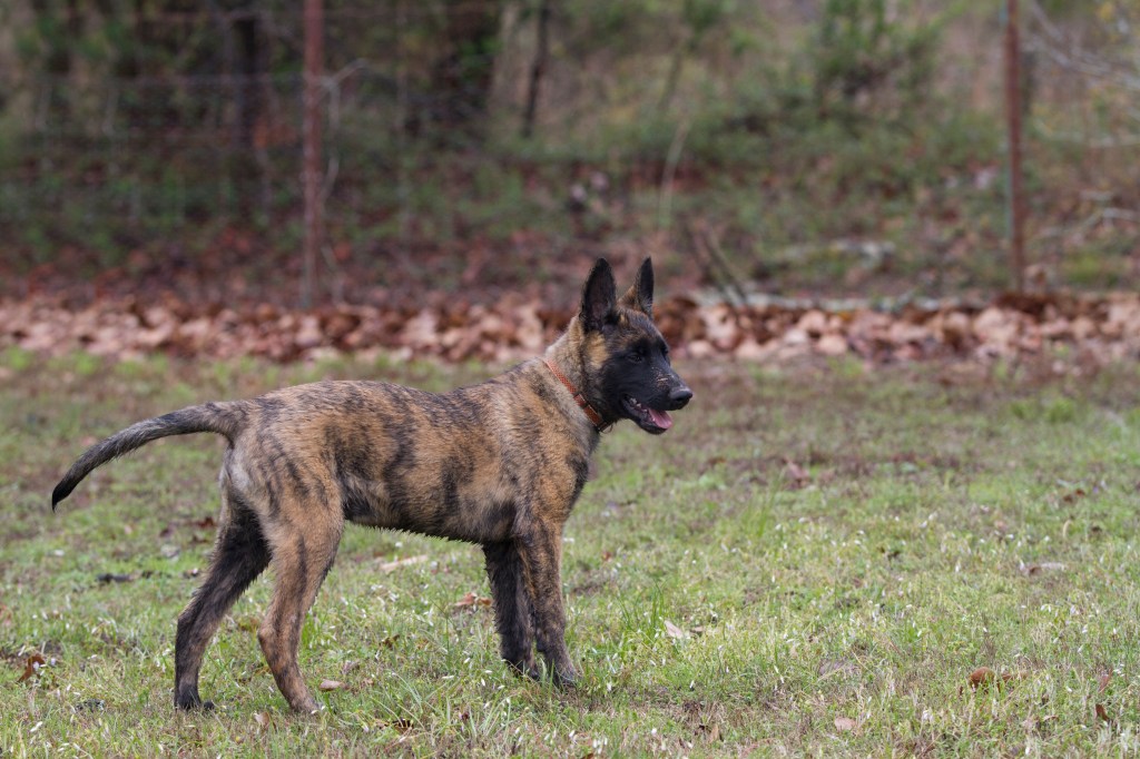 A young brindled puppy standing in a field.