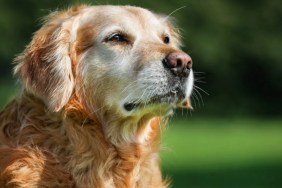 A senior Golden Retriever outdoors staring at something, like the Golden Retriever reunited with his owner after five years