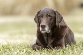 Senior chocolate Labrador with a white face laying in the grass.