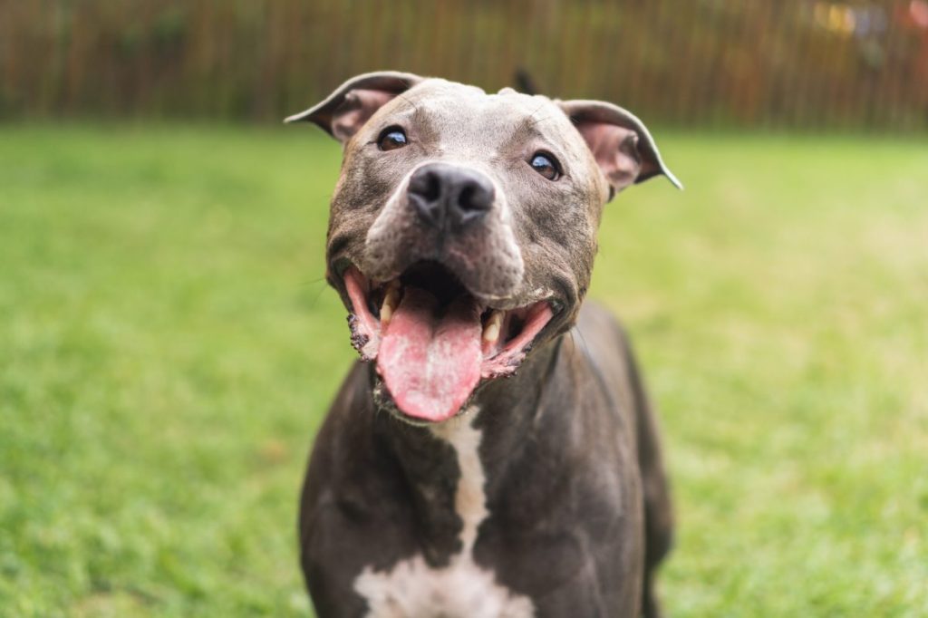 Pit Bull’s zen time interruption goes viral on TikTok.