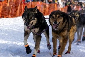 Alaskan husky sled dogs in Alaska during Iditarod 2023.