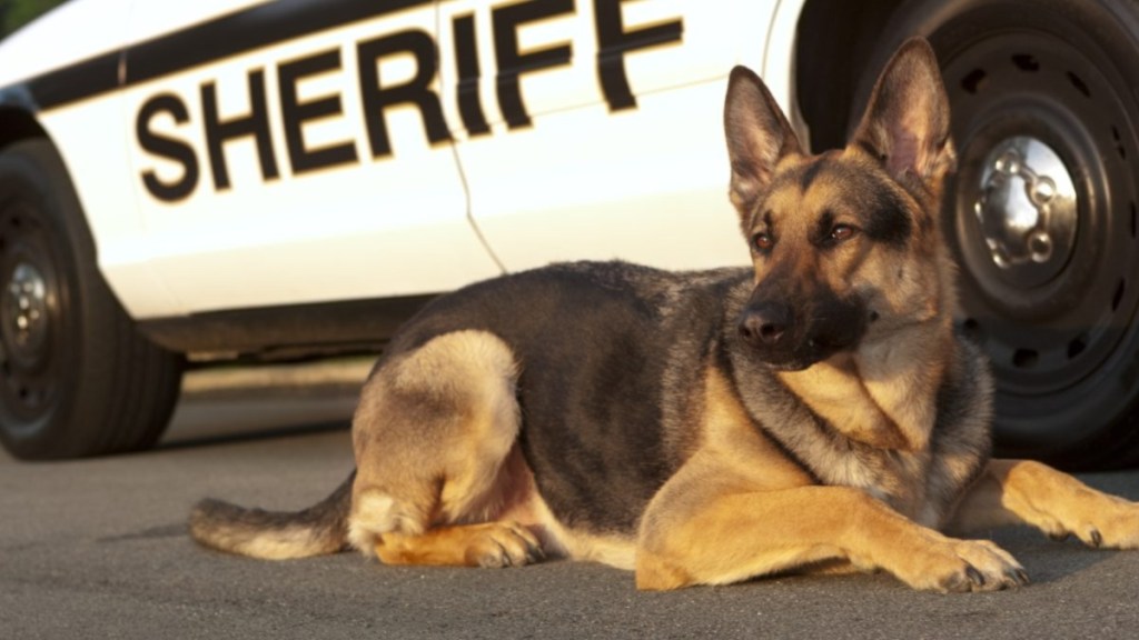 A County Sheriff police dog.