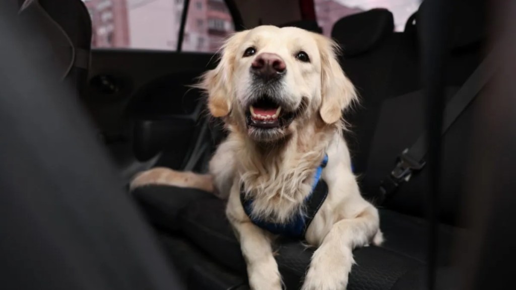 Golden retriever dog in car, Lucid has lauched a new Creature Comfort Mode feature to keep your pets safe and comfortable during car rides, similar to Tesla's Dog Mode.