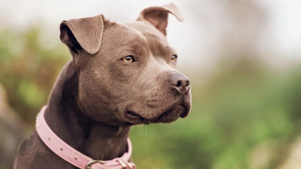 Close-up of Pit Bull Terrier looking away. Man mauled to death by his own Pit Bulls.