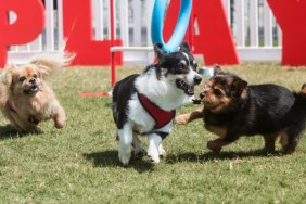 Nashville small dog park