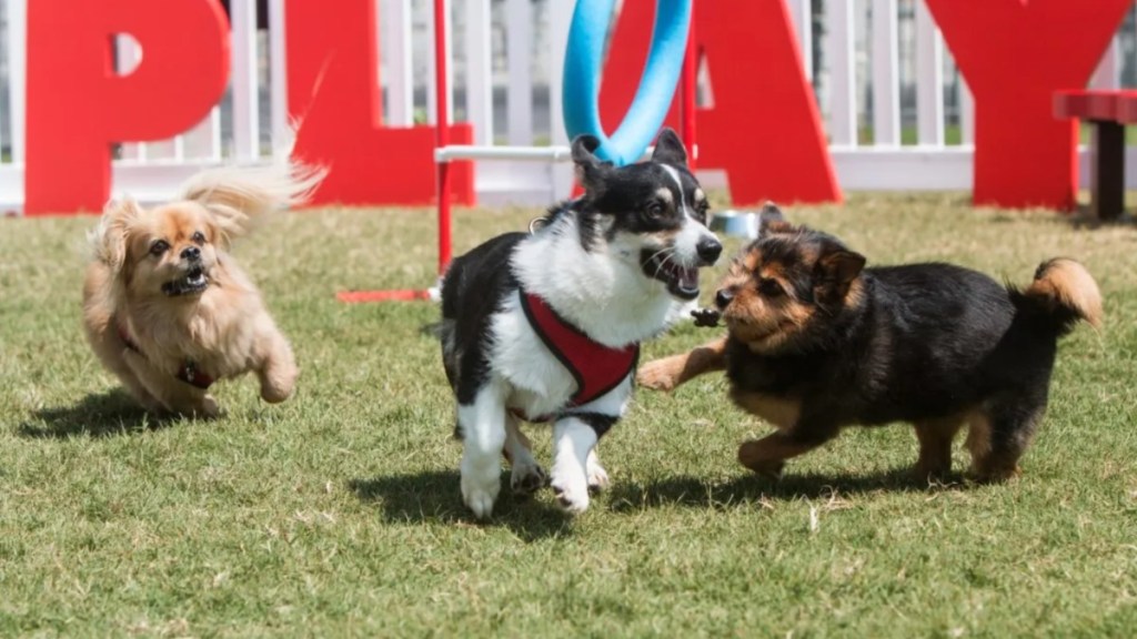 Nashville small dog park