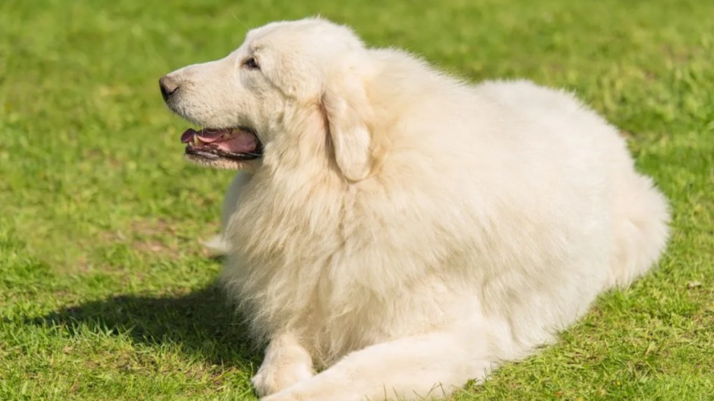 A Great Pyrenees lying on the grass facing sideways, like the Great Pyrenees in the viral TikTok video