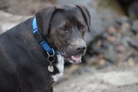 A Pit Bull mix with a blue collar and a bit of sand on his nose, like the New Jersey dog abandoned to a pole