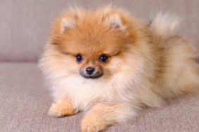 An adorable Pomeranian puppy, dog lying on the couch, like the one stolen by puppy thieves in Winter Haven, Florida