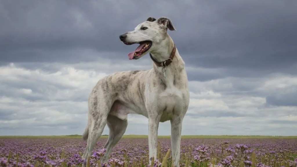 Lurcher dog standing on a lavender field with stormy sky, like the rescue dog in the viral TikTok video