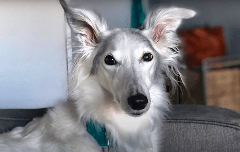 Alert white and grey Silken Windhound with their ears upright looking at the camera