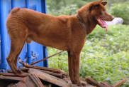 Copper colored Hmong Bobtail Dog