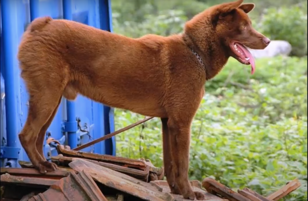 Copper colored Hmong Bobtail Dog