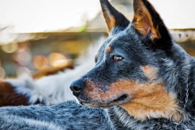 Senior dog Carolina California