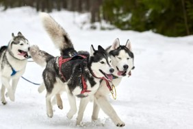 Running Husky dog on sled dog racing.