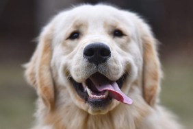 Smiling Golden Retrievers